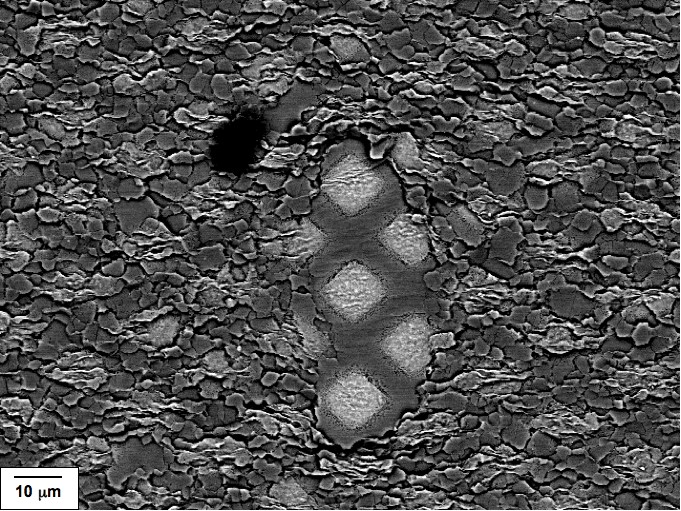 Wen Tu, Grand Prize Winner - Scientific Merit