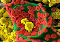 Artificial bone marrow in a 3D microarchitecture