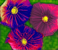 3 PEDOT flowers