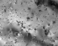 Annealed SrTiO3 film on Si Substrate