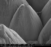 Microneedle formation on AISI 4340 steel by Laser Ablation